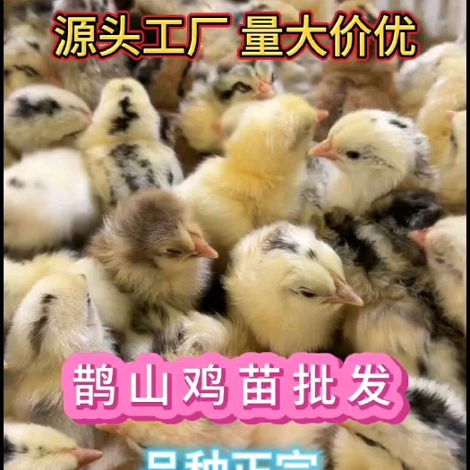 衡阳县鹊山鸡苗30只起批顺丰包邮到家鹊山鸡苗疫苗到位厂家直销