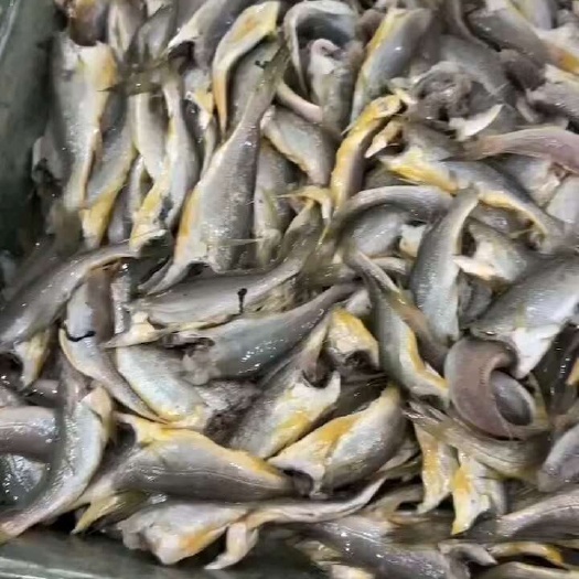 舟山去头黄花鱼，黄花鱼原料
