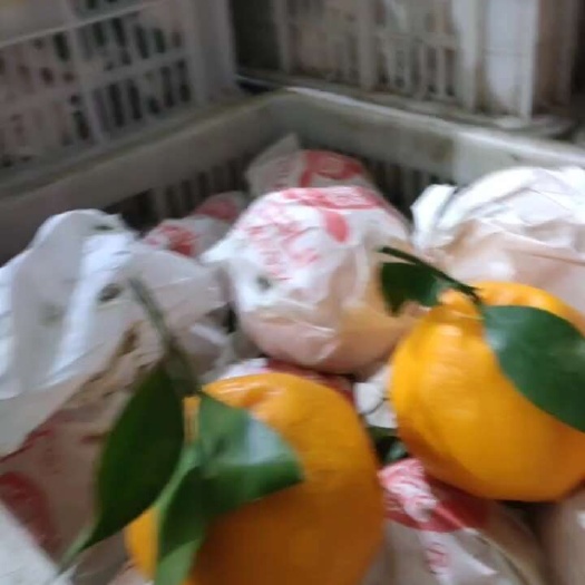 乐陵市耙耙柑，丑橘