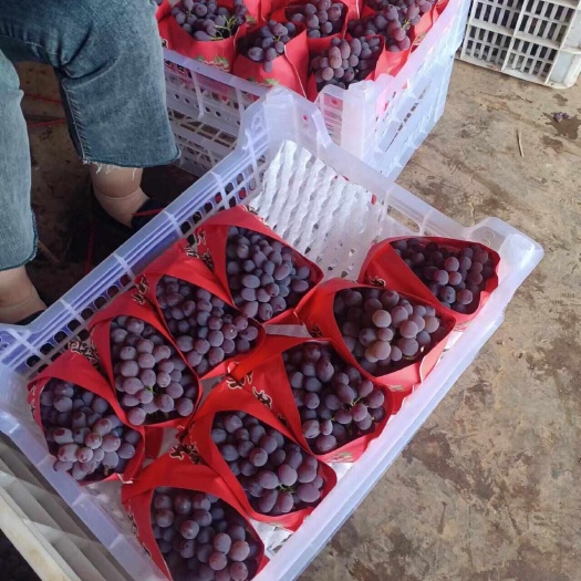 弥勒市云南弥勒东风茉莉香葡萄