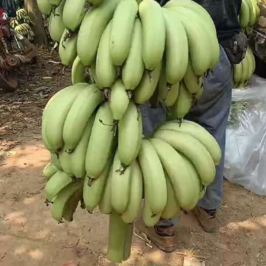 徐闻县徐闻县万亩基地香蕉全面上市了，需要的请联系。老代办一条龙服务