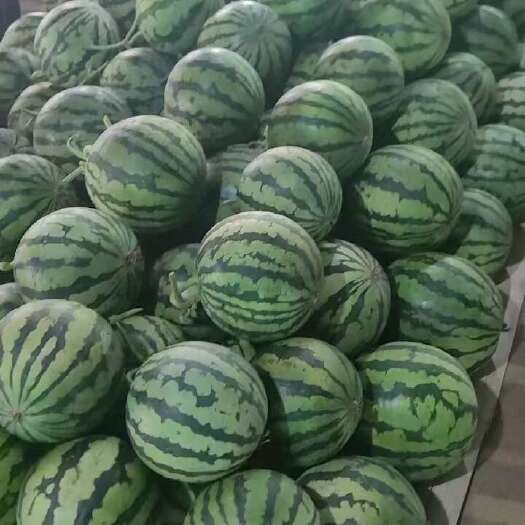 开封美都西瓜，无籽美都西瓜，西瓜代办，西瓜批发，西瓜价格