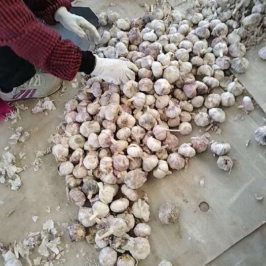 沂水县精品新鲜白皮蒜大量现货