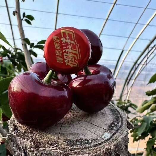 瓦房店市大连樱桃深红带紫北纬39地里优越，四季分明，阳光充足。