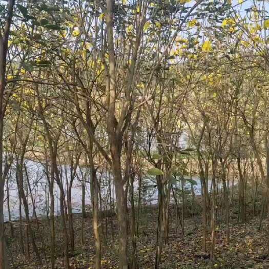 南宁原地假植全冠，多花黄花风铃木  多花黄花风铃美美哒