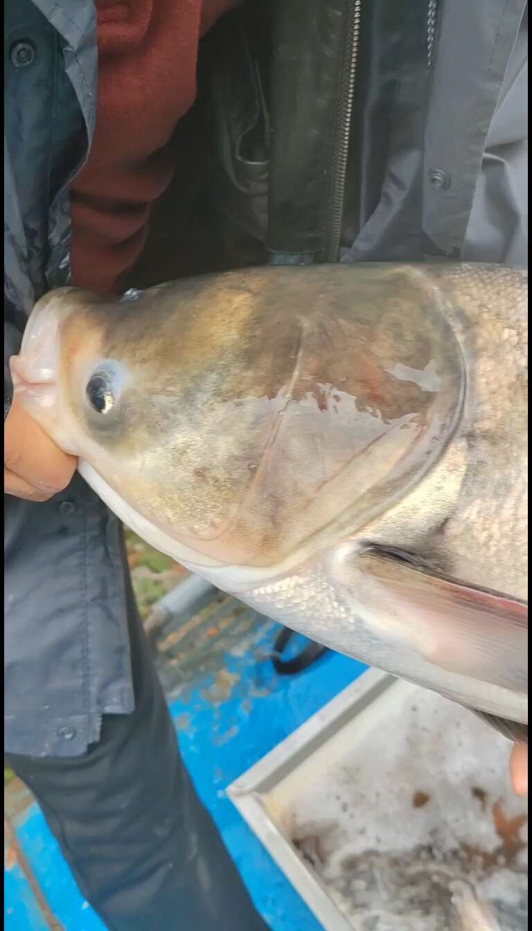 花鲢大头胖头鲢鳙