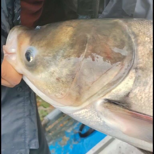 黄石花鲢  大头  胖头  鲢鳙