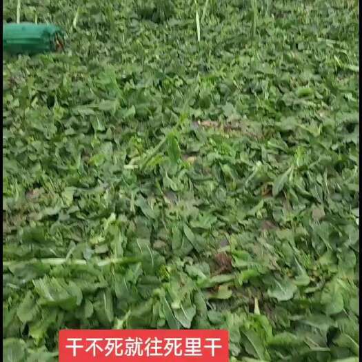 简阳市三青莴笋