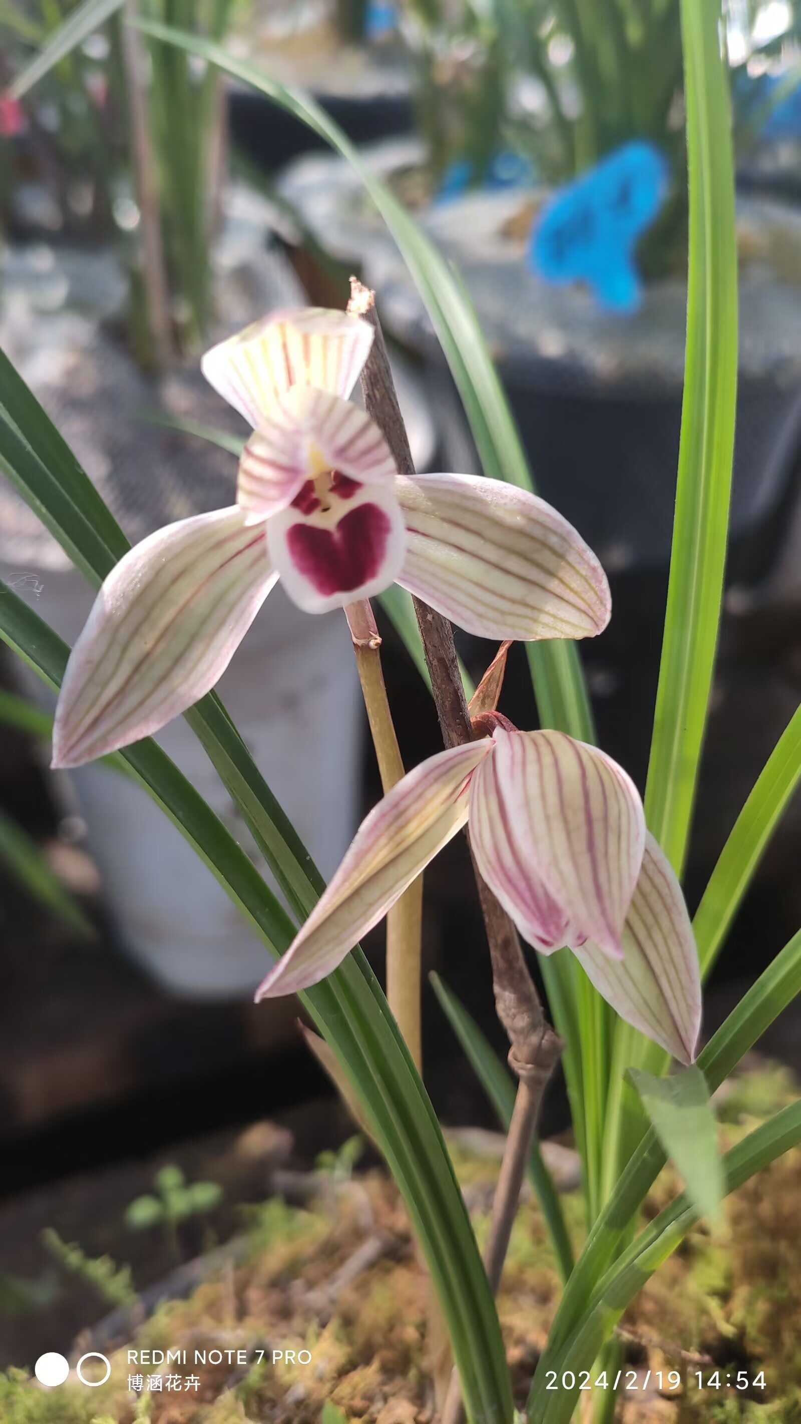 春劍蘭花種植園