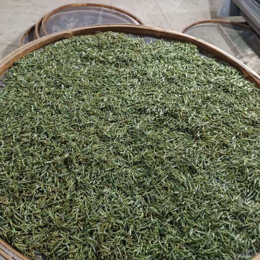 岳西县岳西翠兰开园头采新茶绿茶