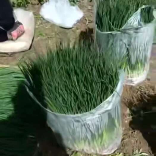 宾川县自家基地种植铁杆小葱上市了 170吨左右 质量保证 小葱硬肘