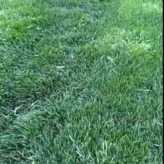 石家庄草坪