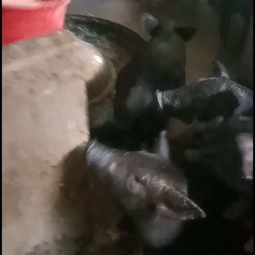 连州市黑猪苗
