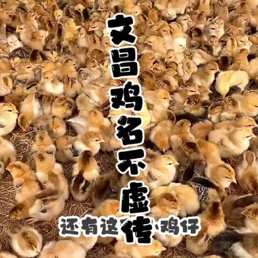 佛山文昌鸡批发