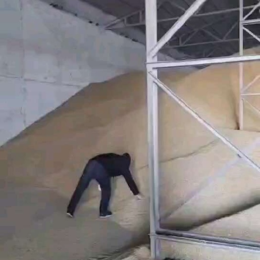 哈萨克斯坦大麦，一级货源，对接工厂贸易商，长期合作。