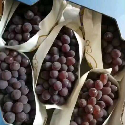 昆明茉莉香葡萄、蓝莓葡萄现货供应