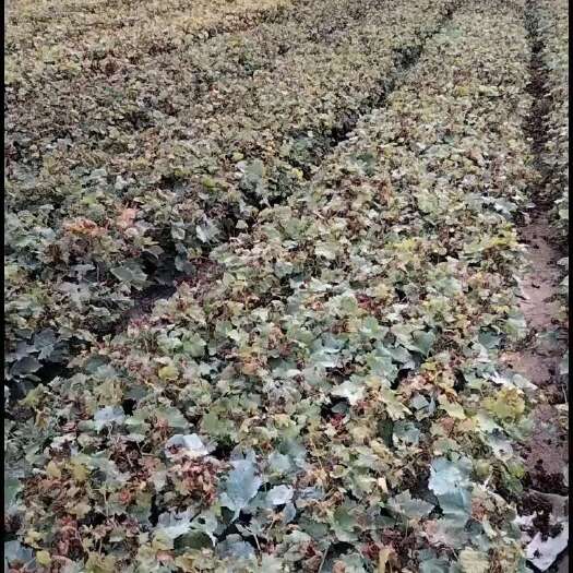 平度市山东葡萄苗批发基地玉波一号葡萄苗