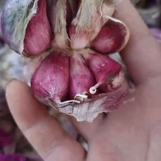 弥渡县云南弥渡紫蒜原产地代办代收欢迎联系