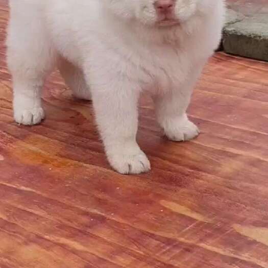 岑溪市中华田园犬