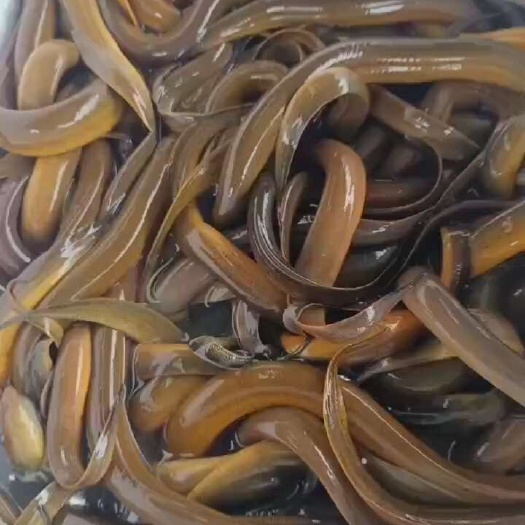 黄鳝