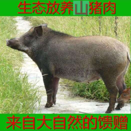 【军哥山猪肉】农村山养猪肉，美味鲜猪肉5斤批发冷链包邮