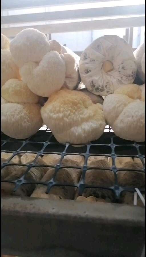 齐河县猴头菇