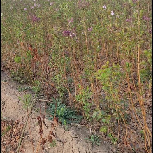 曲阳县小叶丁香苗绿篱用苗多分支紫叶丁香杯苗土球裸根的1米以上