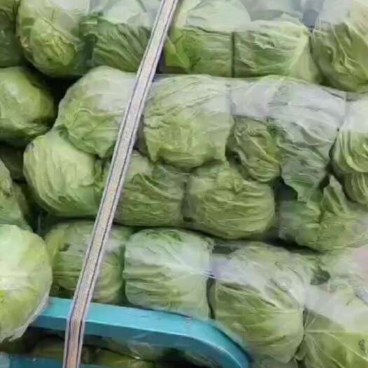 博爱县甘蓝