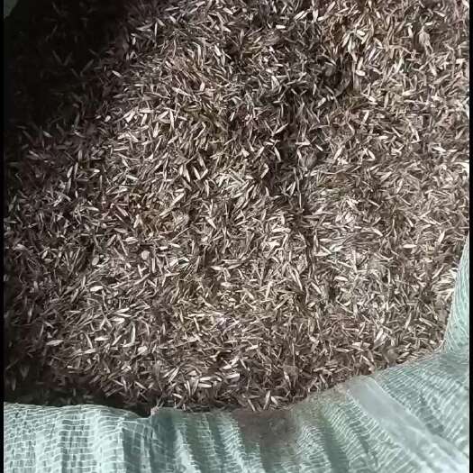 地胆头种子，纯种子，自种自留，紫花，白花，地胆头新鲜种子