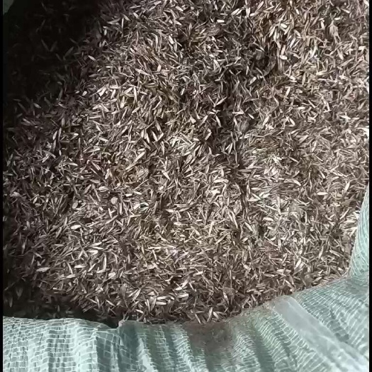 灵山县地胆头种子，纯种子，自种自留，紫花，白花，地胆头新鲜种子