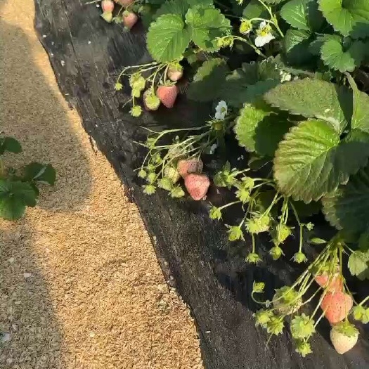 济南粉玉二号草莓苗