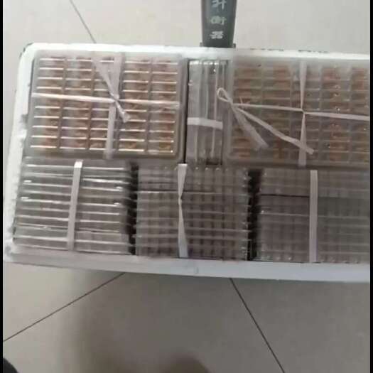 天津大麦虫活体蛹