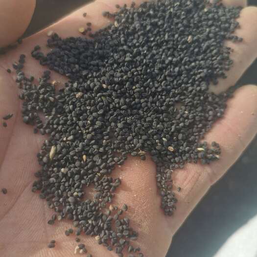 陇西县黄芩籽