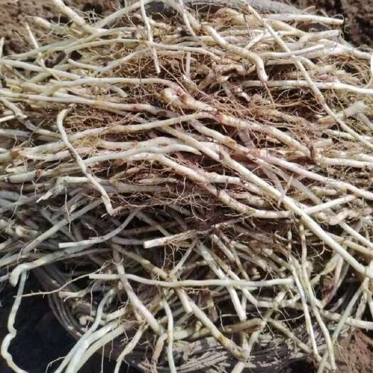 卢氏县款冬花种根种苗，现挖现卖，新鲜优质种根，发芽率高，一级良种