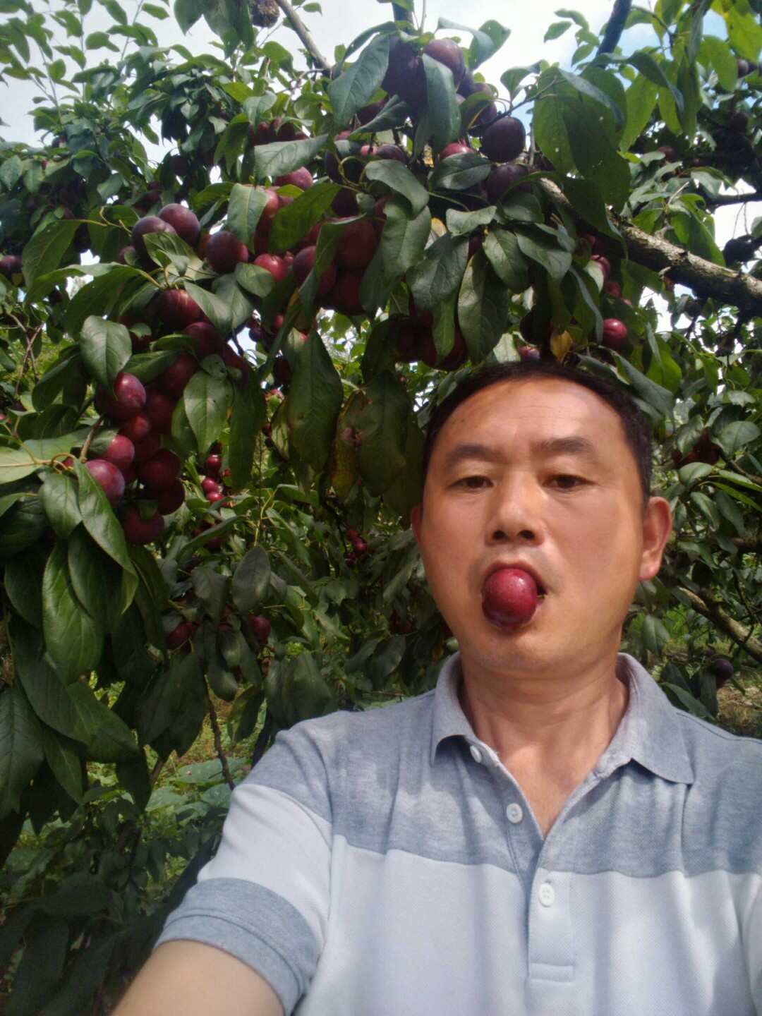 綠隆苗木水果