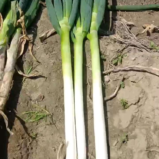 启东市钢葱