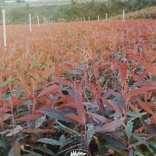 遂溪县广州一号