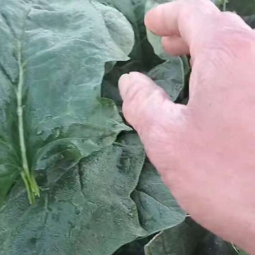 鄄城县大叶菠菜