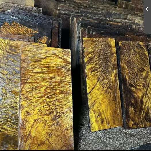金丝楠树苗  正品金丝楠木树苗 包邮  24小时发货