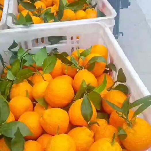 丑橘供各类电商货，市场货，质量有保证，价格超低