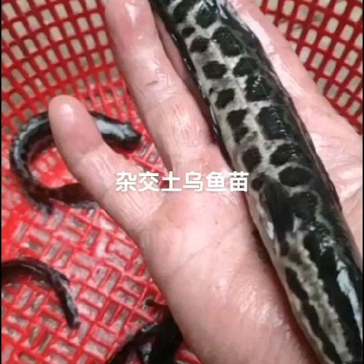 优质生鱼苗 杂交黑鱼苗 黑鱼苗活体 乌鳢鱼苗 乌鱼苗