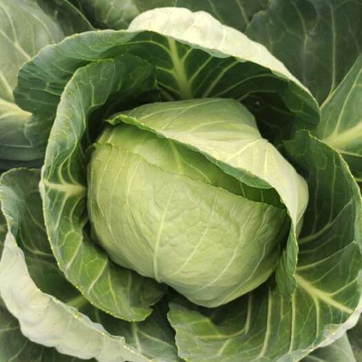 大荔县绿包菜