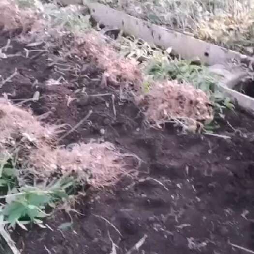 六盘水滇黄精