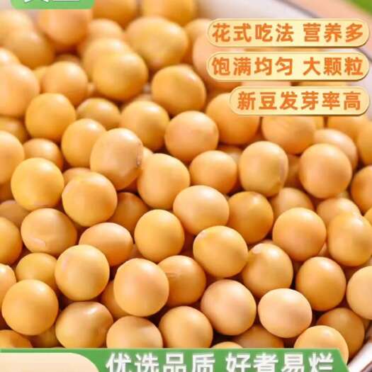 齐齐哈尔东北能发豆芽的黄豆散装黄豆芽专用黑龙江生豆牙小黄豆批发