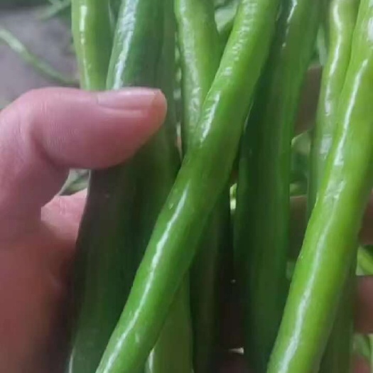 灵山县线椒