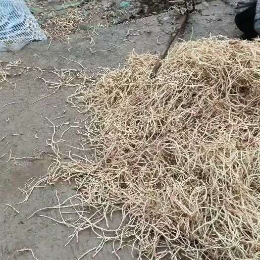 盐亭县折耳根大量现货