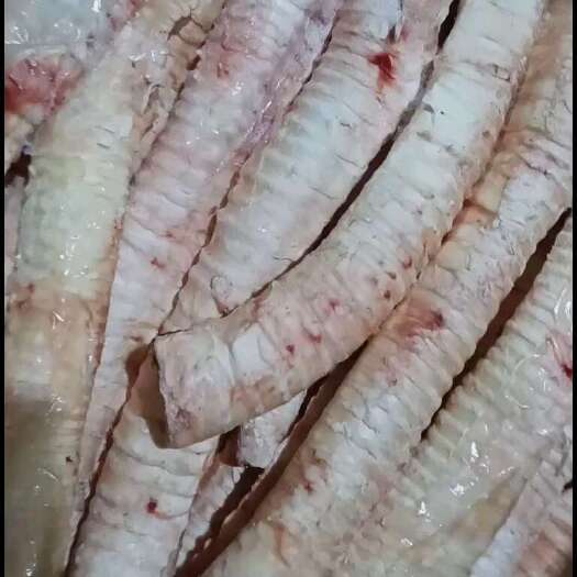 阳信县牛肺管