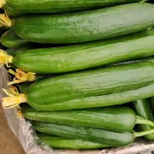 菏泽水果黄瓜