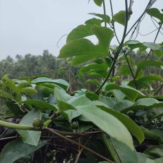 化州市百味百香果苗