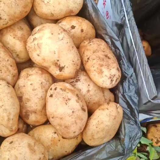 开远市云南金品土豆大量有货